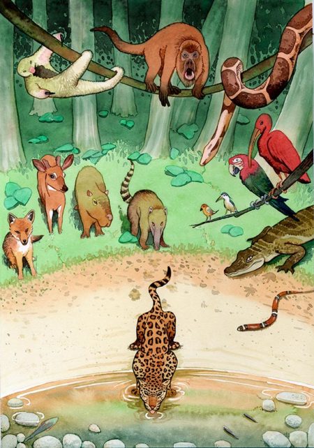 Jaguar bebiendo, ilustración en acuarela